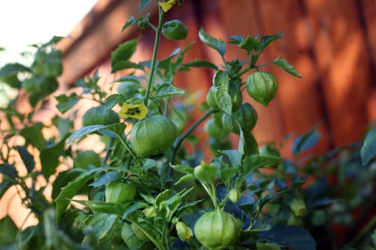 Fresh tomatillos in a home garden 