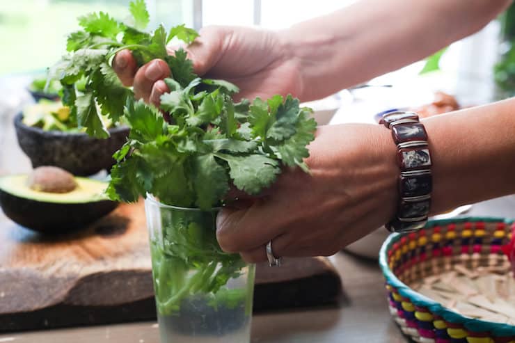 Taking fresh cilantro from a glass full of water with two hands