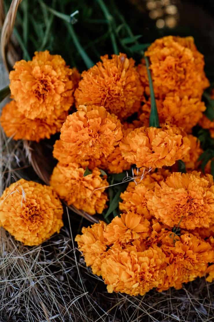 marigolds on ground for day of the dead