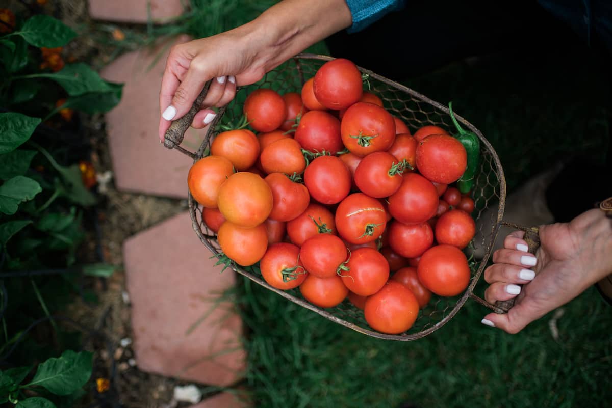 hands hold mesh basket of tomatoes in the garden. 